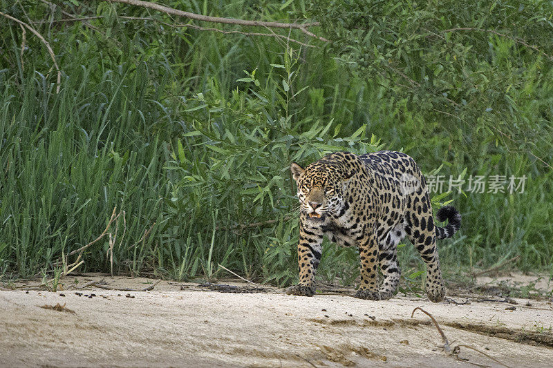 美洲虎(Panthera onca)是一种大型猫科动物，是美洲虎属猫科动物，是美洲唯一现存的美洲虎物种，在巴西潘塔纳尔发现。沿着河边打猎。散步。